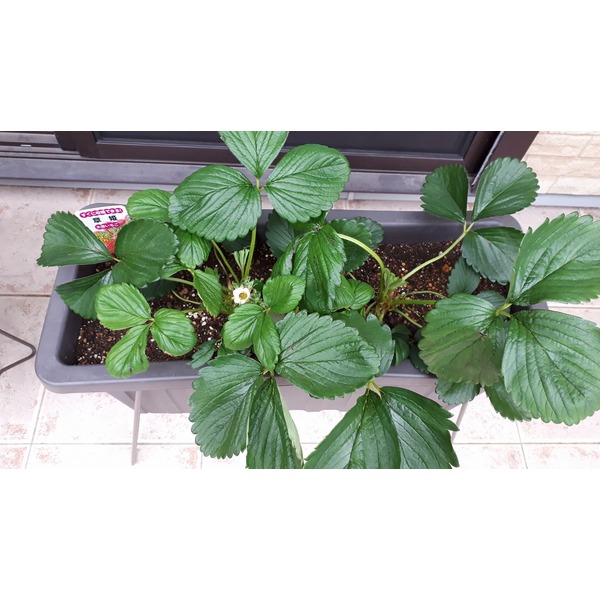 やっと花が咲き始めました！！