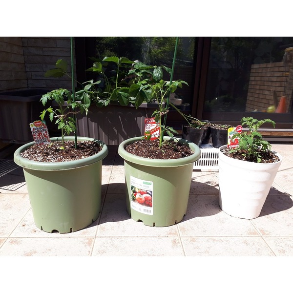 トマトの苗を植えました