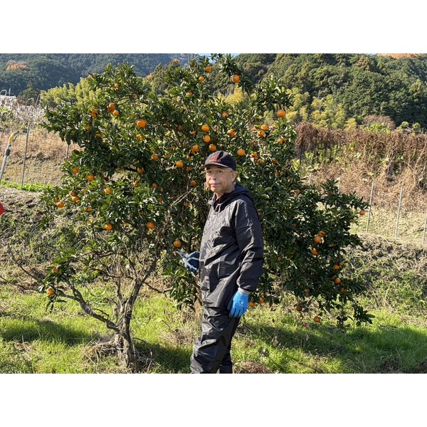 みかん狩りに行ってきました