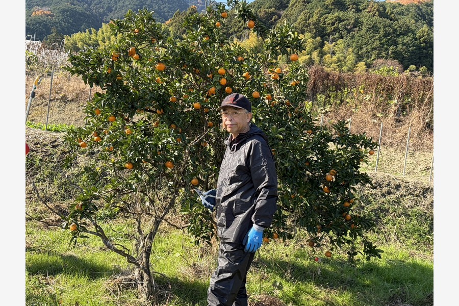 みかん狩りに行ってきました